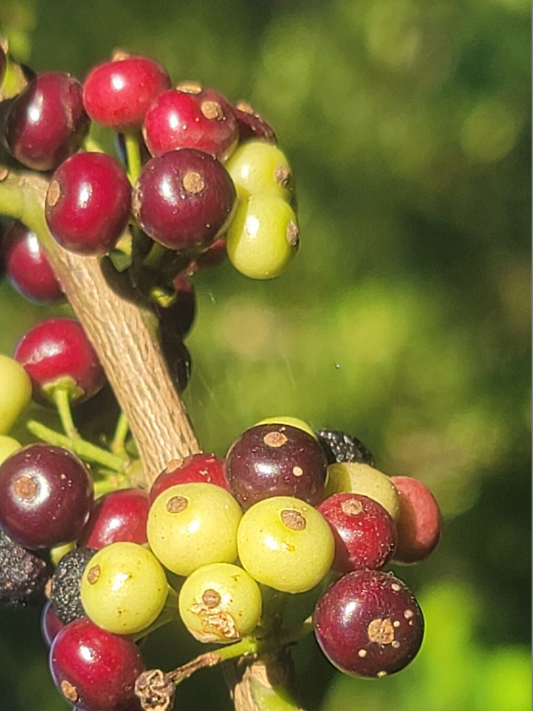 Fruto de la Yerba Mate